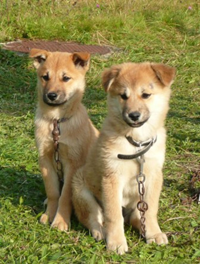 犬(環生部　生多課)