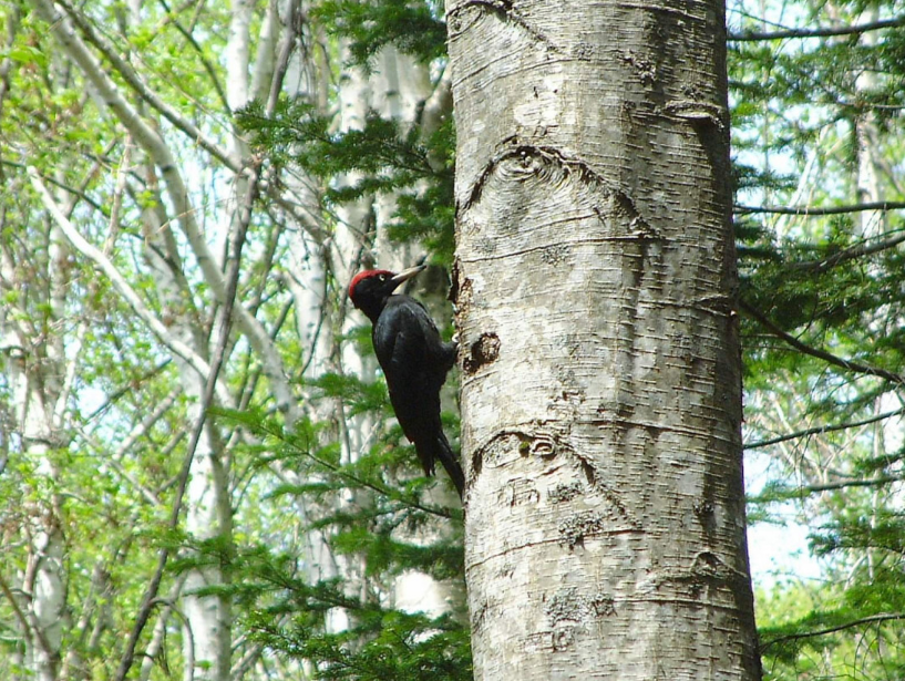クマゲラ