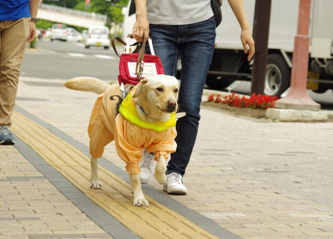盲導犬(点字ブロック)