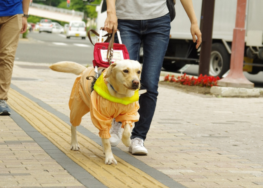 盲導犬(点字ブロック)